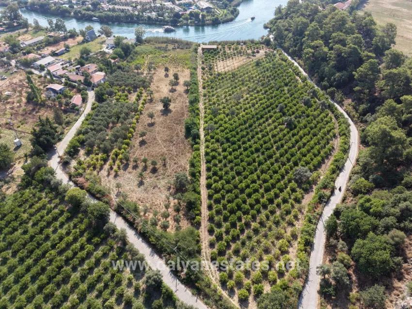 Feld Zu verkaufen in Çandır Bz. Köyceğiz - Feld-Zonierung - 20.000 m²