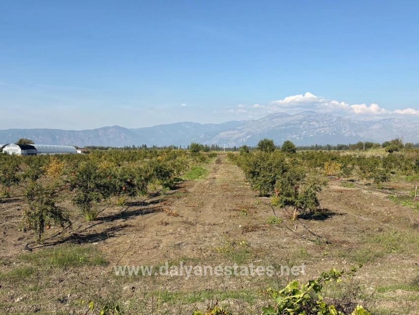 21500 M² Großer Granatapfelgarten In Eskiköy Zu Verkaufen
