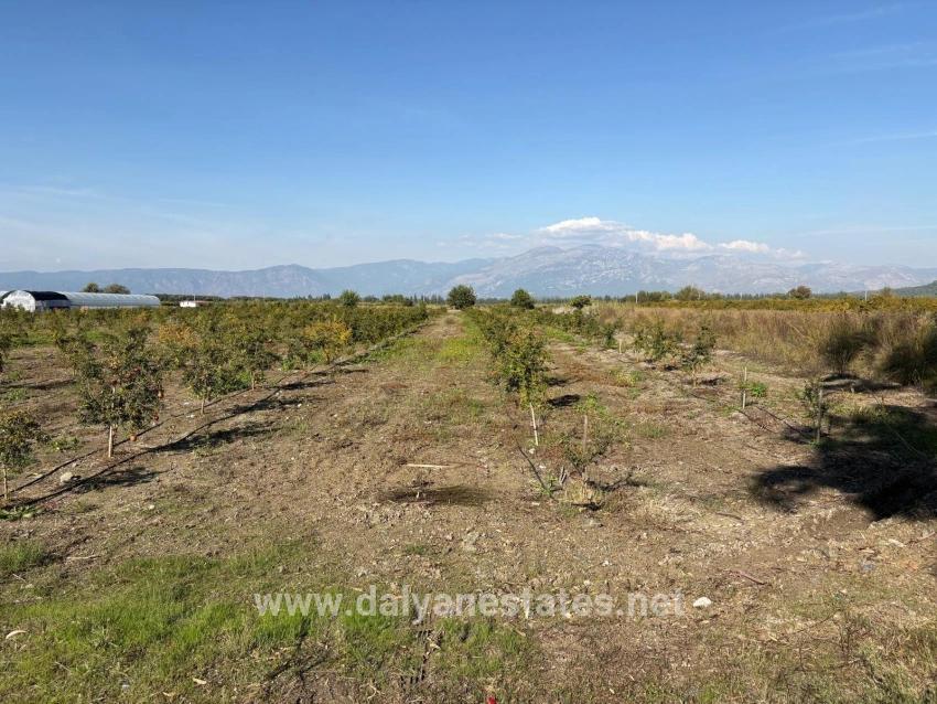 21500 M² Großer Granatapfelgarten In Eskiköy Zu Verkaufen