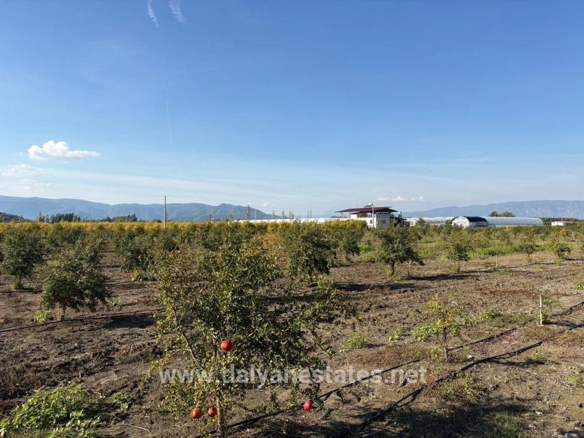 21500 M² Großer Granatapfelgarten In Eskiköy Zu Verkaufen