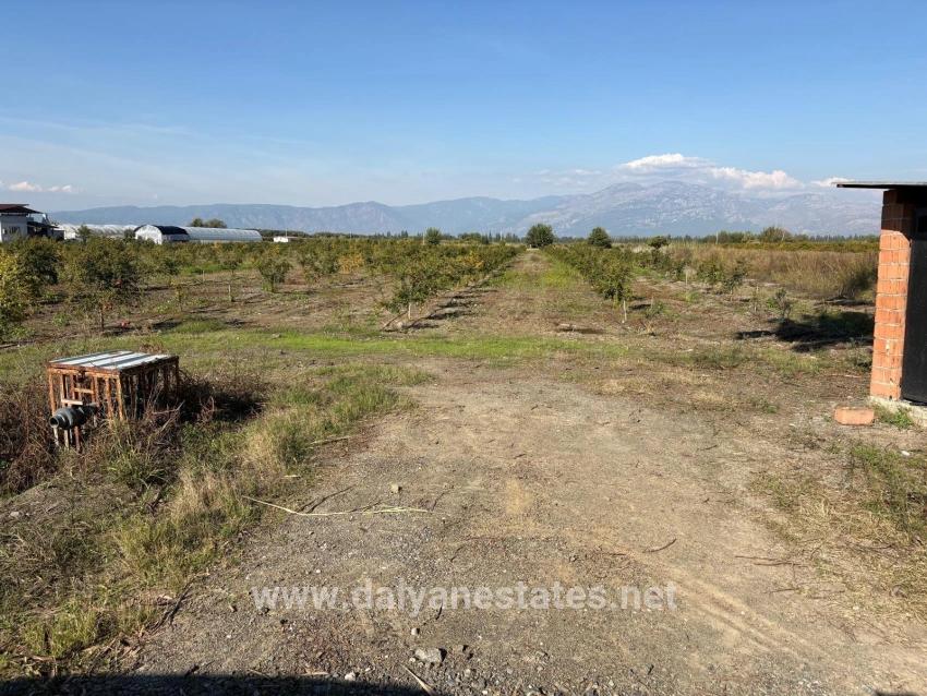 21500 M² Großer Granatapfelgarten In Eskiköy Zu Verkaufen