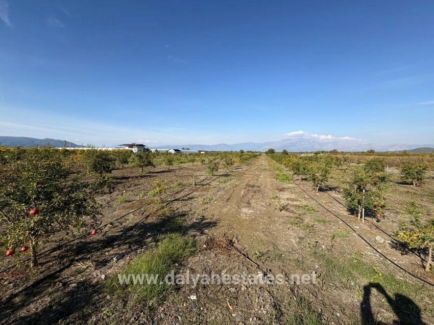 21500 M² Großer Granatapfelgarten In Eskiköy Zu Verkaufen