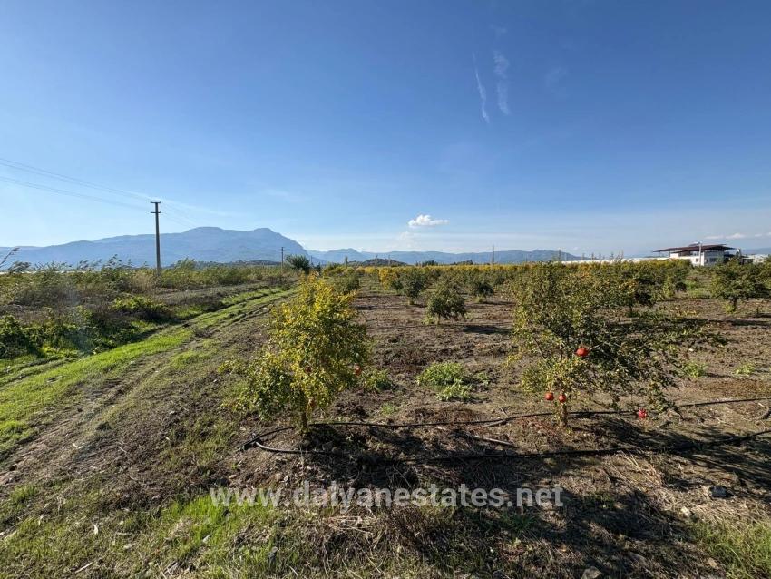 21500 M² Großer Granatapfelgarten In Eskiköy Zu Verkaufen