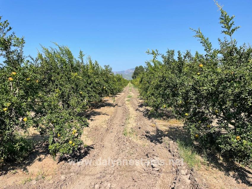 10.000 M² Großer Granatapfelgarten Zum Verkauf In Der Gegend Von Dalyan Arıkbaşı Gerendüzü.