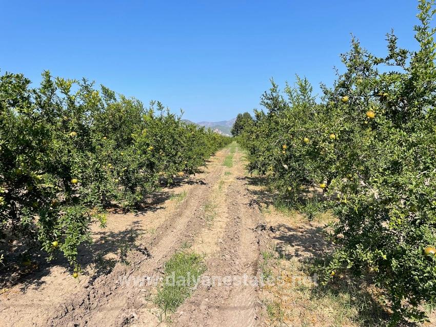 10.000 M² Großer Granatapfelgarten Zum Verkauf In Der Gegend Von Dalyan Arıkbaşı Gerendüzü.