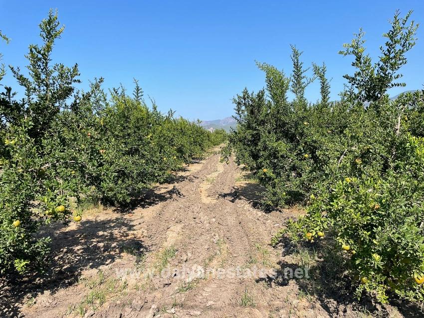 10.000 M² Großer Granatapfelgarten Zum Verkauf In Der Gegend Von Dalyan Arıkbaşı Gerendüzü.