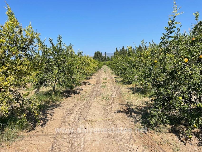 10.000 M² Großer Granatapfelgarten Zum Verkauf In Der Gegend Von Dalyan Arıkbaşı Gerendüzü.