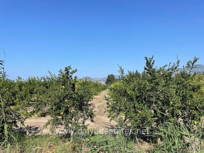 10.000 M² Großer Granatapfelgarten Zum Verkauf In Der Gegend Von Dalyan Arıkbaşı Gerendüzü.