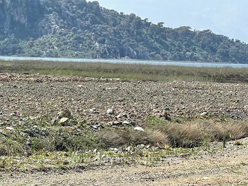 19.600 M² Großes Grundstück Zum Verkauf, Direkt An Der Straße Dalyan Iztuzu Beach Gelegen.