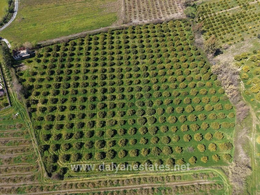 17.550 M2 Weinberg-bahce Zum Verkauf In Der Nähe Des Dalyan Centers