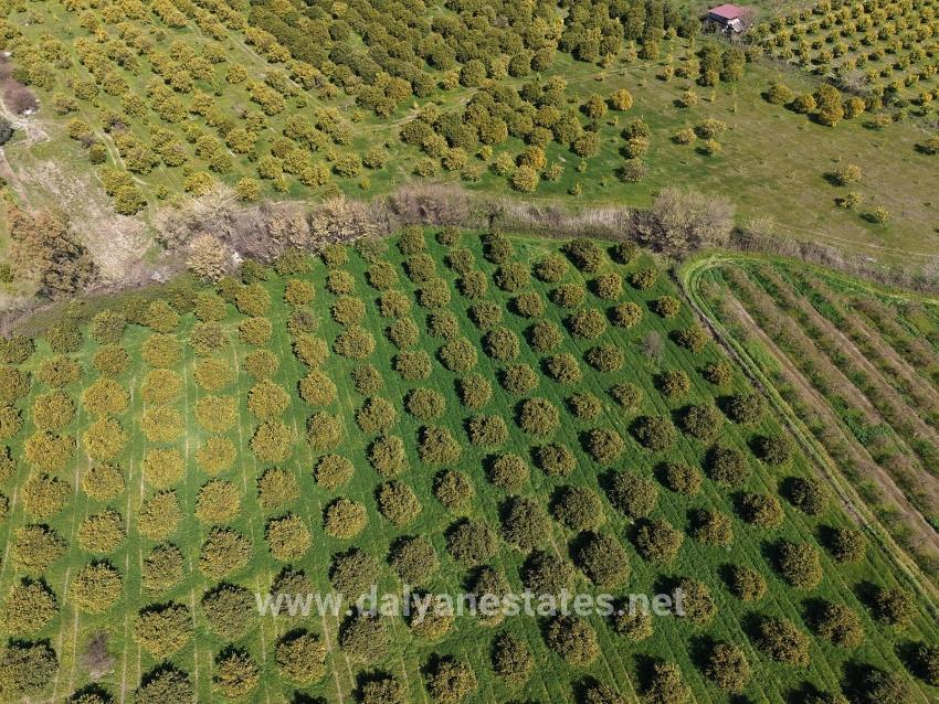 17.550 M2 Weinberg-bahce Zum Verkauf In Der Nähe Des Dalyan Centers