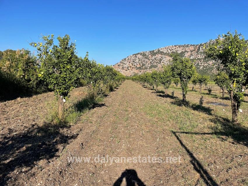 6600 M² Großes Grundstück In Der Nähe Des Zentrums Von Dalyan Zu Verkaufen.