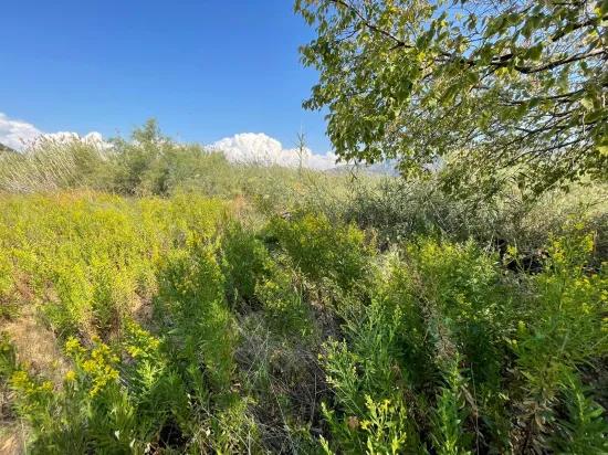 Freistehendes Haus (2765 M²) In Çandır, Direkt Am Kanal, Zu Verkaufen.