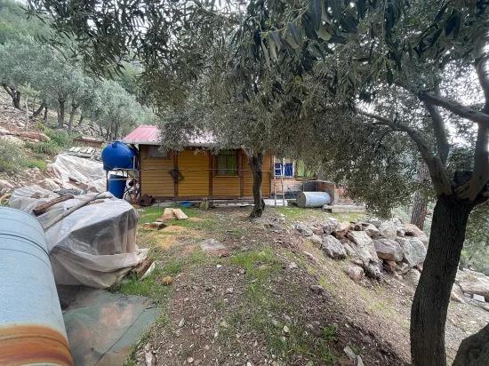 Köyceğiz Ekincik mit Meerblick 7.000m2 2b zu verkaufen Olivenhain
