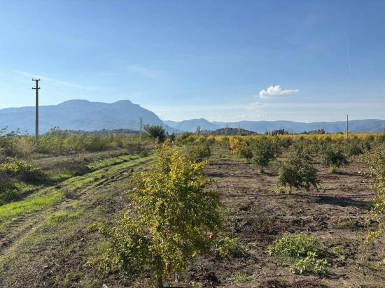 21500 M² Großer Granatapfelgarten In Eskiköy Zu Verkaufen