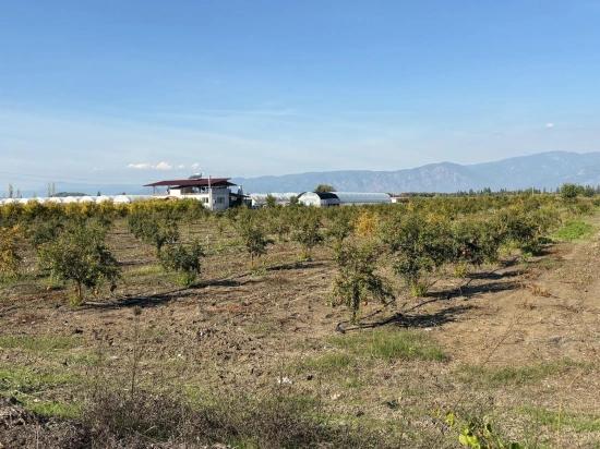 21500 M² Großer Granatapfelgarten In Eskiköy Zu Verkaufen