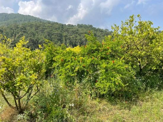 7800 M² Großes Grundstück Zum Verkauf In Gökbel, Neben Der Iztuzu Beach Road