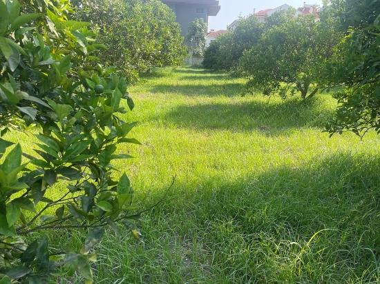 722m2 Grundstück Zum Verkauf In Dalyan Gülpınar