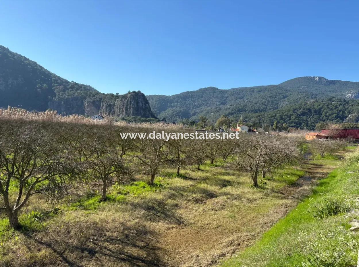 5985M2 5% Zoniertes Land Zum Verkauf In Dalyan Als Weinberggarten