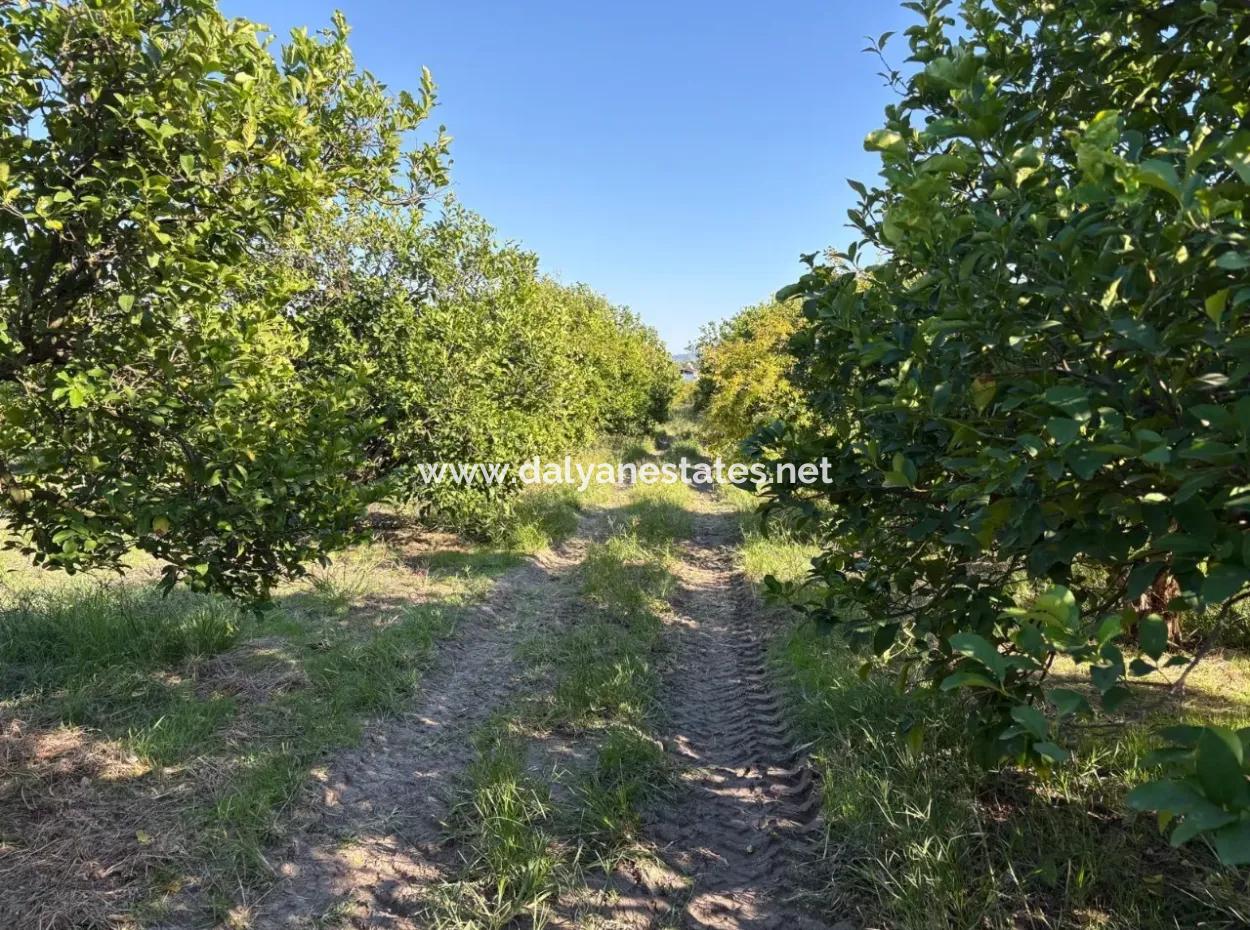 6150M2 Zitronen- Und Granatapfelgarten Zum Verkauf In Eskiköy