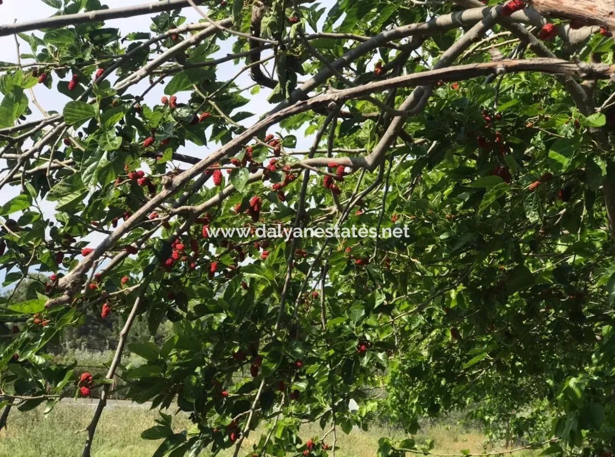 Ackerland Zum Verkauf In Seydikemer Korubuku 76000M2