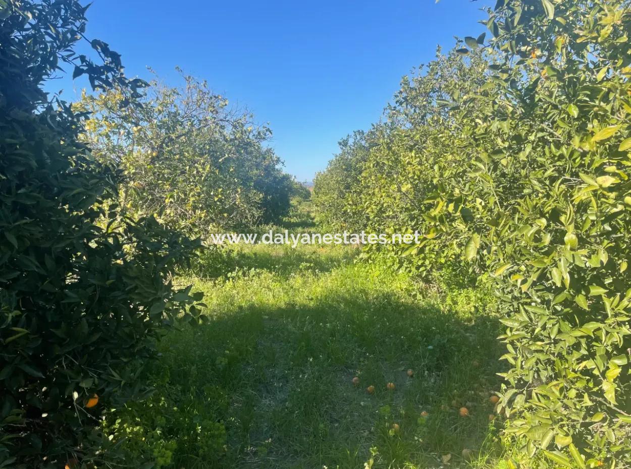 Dalyan Grundstück Zum Verkauf 5227M2 Grundstück Zum Verkauf