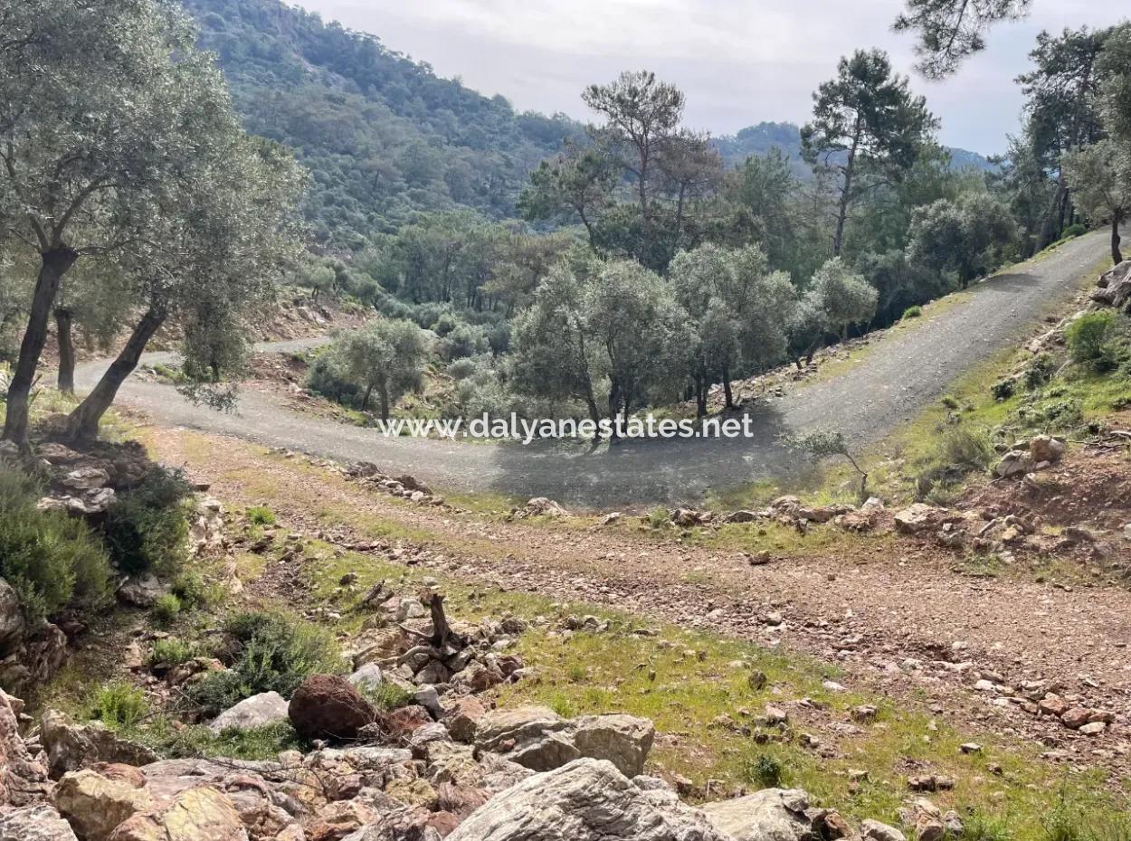 Olivenhaus Mit Meerblick In Ekincik Steht Zum Verkauf