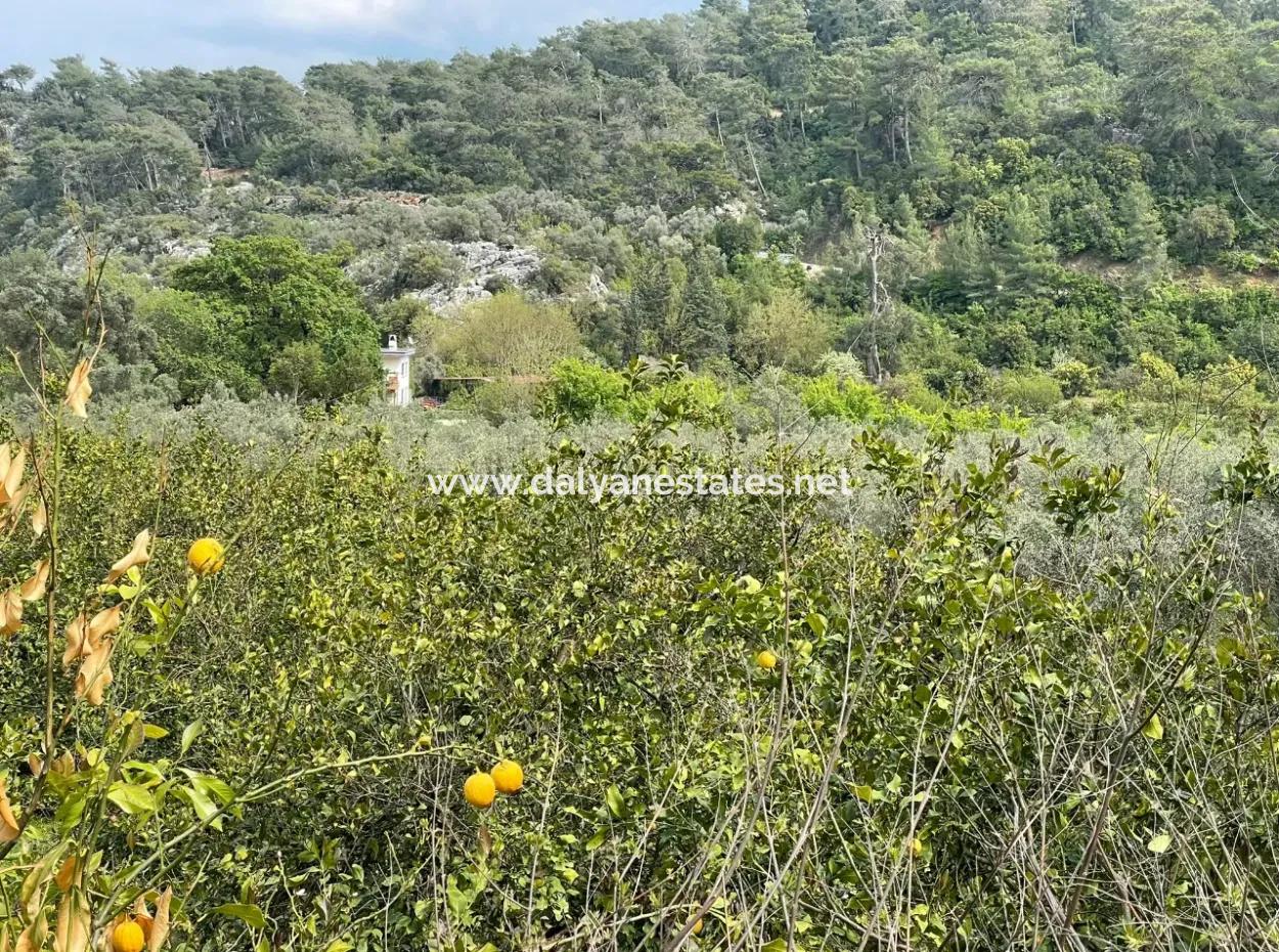 5000M2 Feld Zum Verkauf Am Anfang Der Straße In Çandır