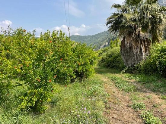 7800 M² Großes Grundstück Zum Verkauf In Gökbel, Neben Der Iztuzu Beach Road