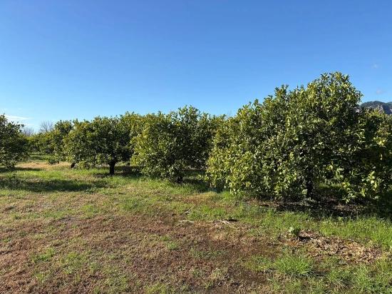 Zitronenhain In Dalyan Zu Verkaufen, 16.500 M²