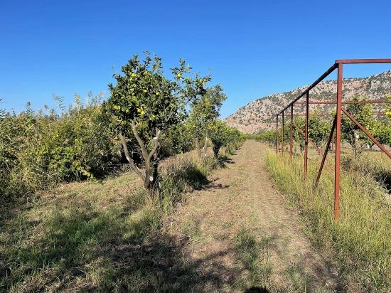 6600 M² Großes Grundstück In Der Nähe Des Zentrums Von Dalyan Zu Verkaufen.
