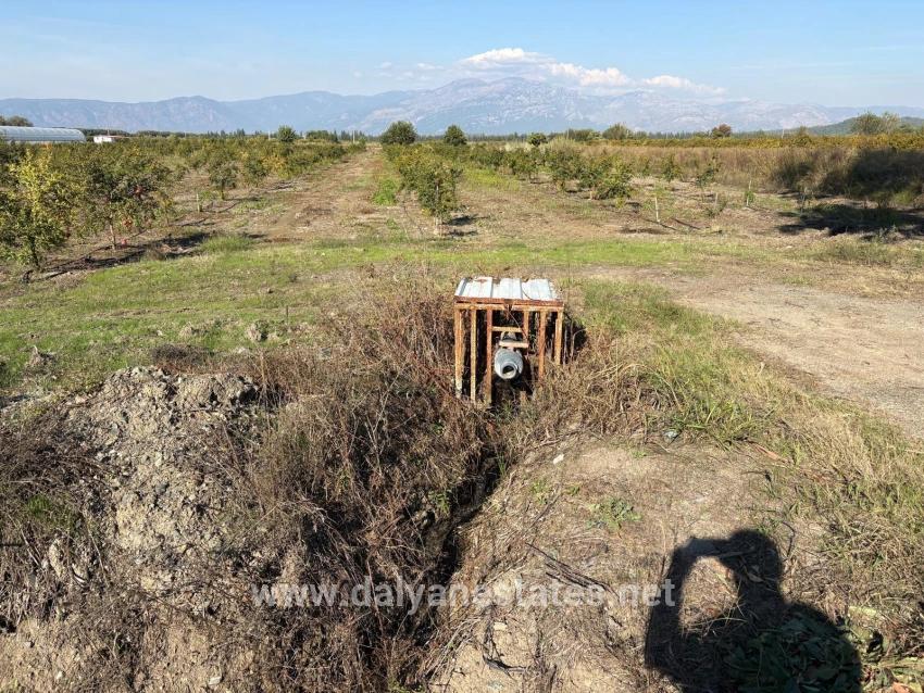 21500m2 Pomegranate Garden For Sale In Eskiköy