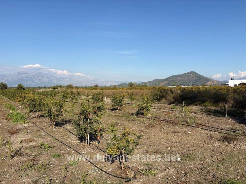21500m2 Pomegranate Garden For Sale In Eskiköy