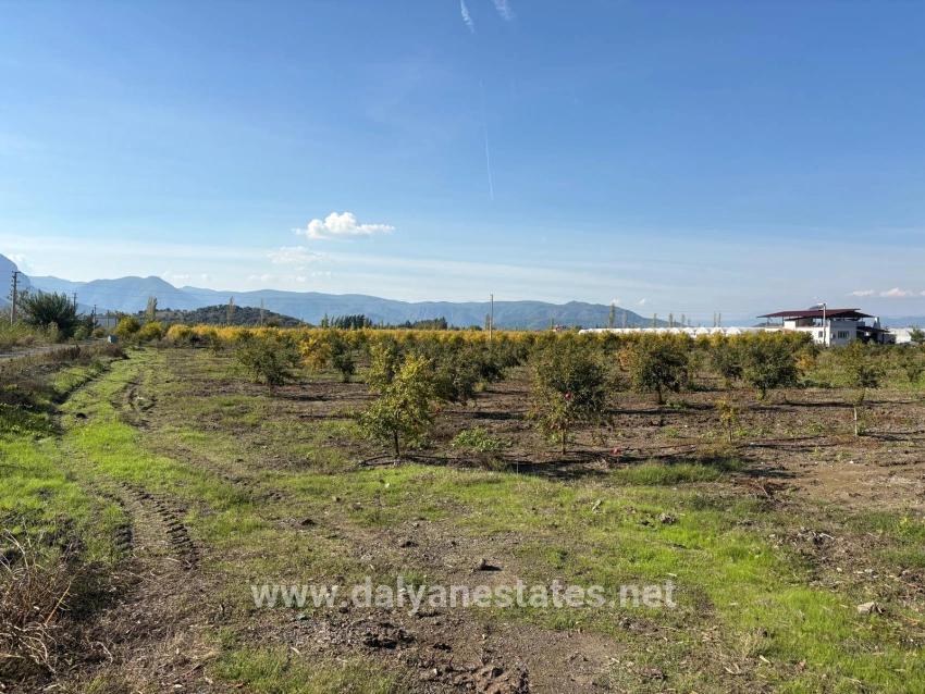 21500m2 Pomegranate Garden For Sale In Eskiköy