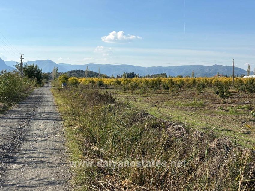 21500m2 Pomegranate Garden For Sale In Eskiköy