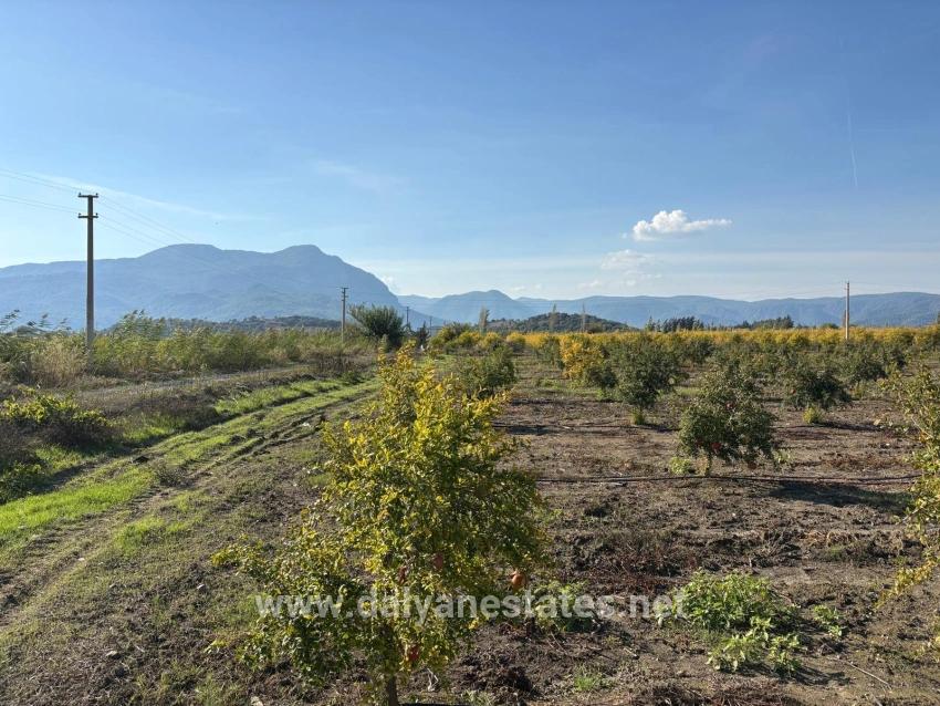 21500m2 Pomegranate Garden For Sale In Eskiköy