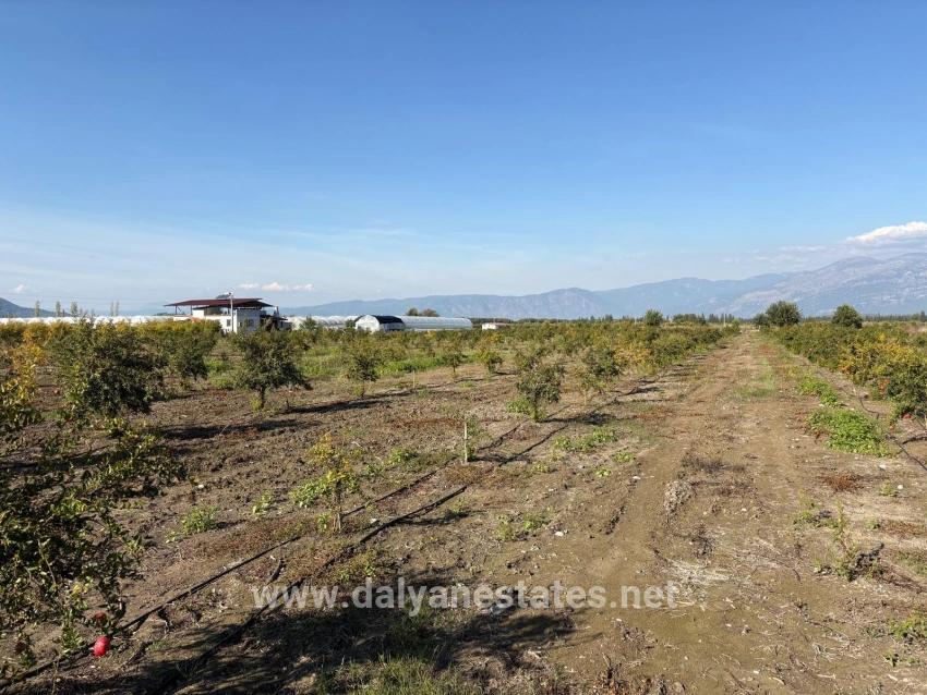 21500m2 Pomegranate Garden For Sale In Eskiköy