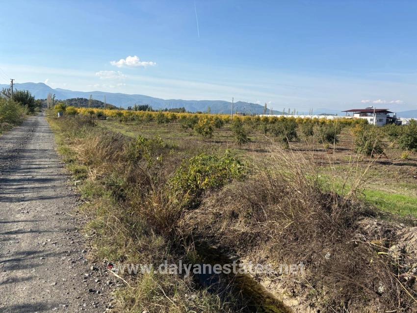 21500m2 Pomegranate Garden For Sale In Eskiköy