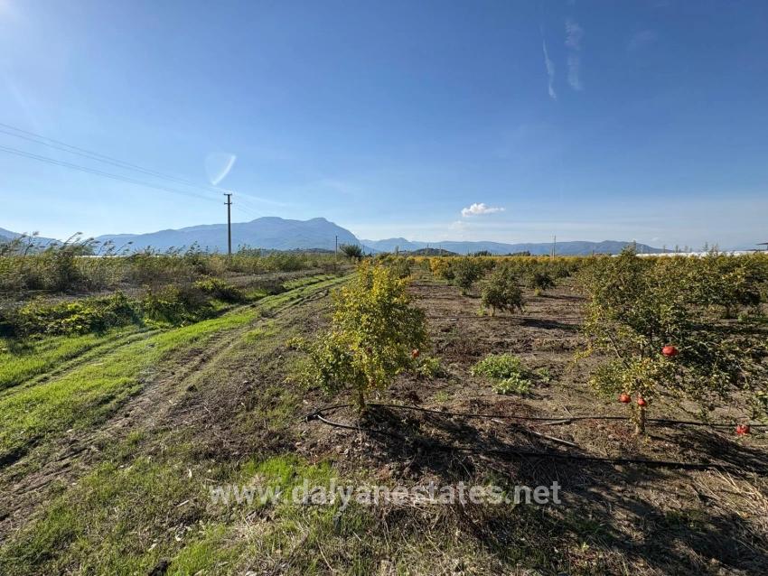 21500m2 Pomegranate Garden For Sale In Eskiköy
