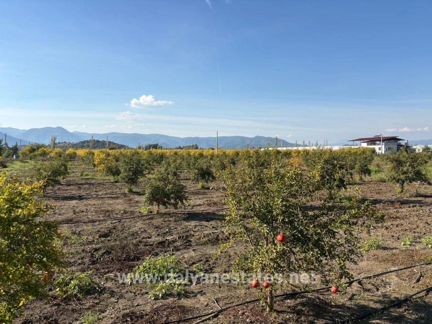 21500m2 Pomegranate Garden For Sale In Eskiköy