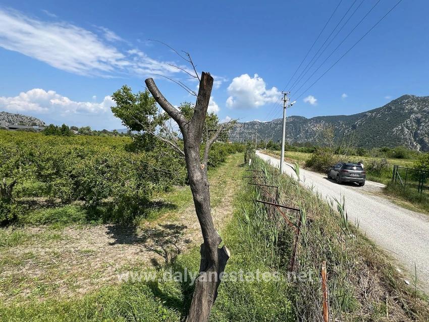 5,100 M² Plot Of Land For Sale In Dalyan, Maraş Area, Zoned For 5% Residential Use.