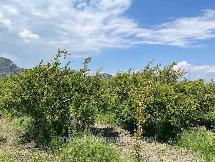 5,100 M² Plot Of Land For Sale In Dalyan, Maraş Area, Zoned For 5% Residential Use.