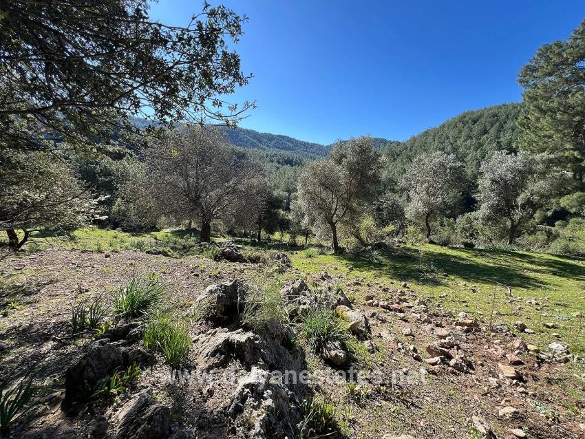 Land For Sale In Gökbel, Surrounded By Nature And Forest.