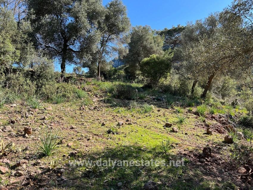 Land For Sale In Gökbel, Surrounded By Nature And Forest.