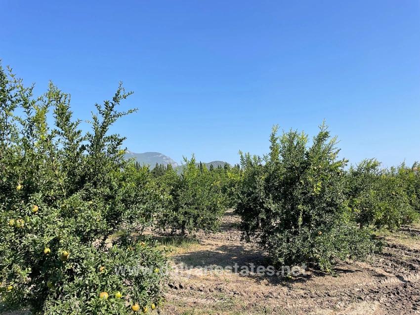 10,000 M² Pomegranate Orchard For Sale In Dalyan Arıkbaşı Gerendüzü Area.