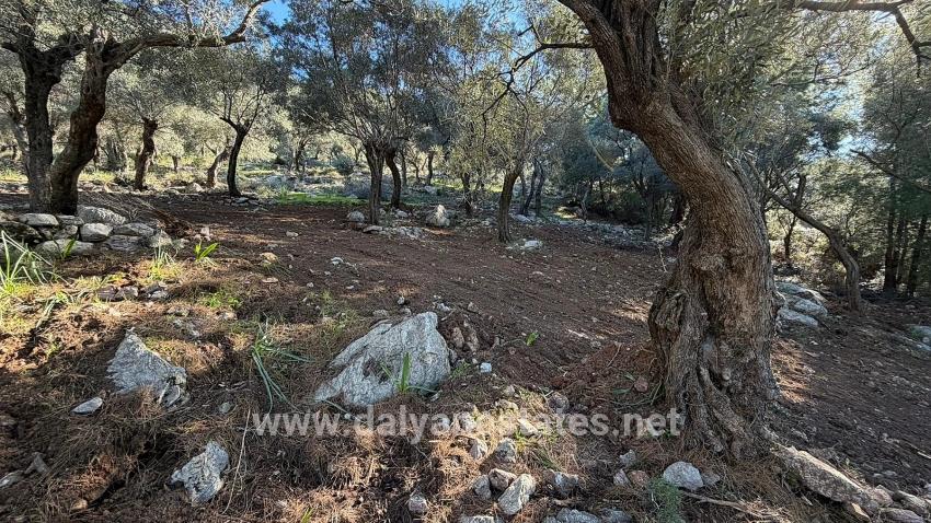 Field For sale in Çandır Nbh. Köyceğiz - Housing Zoned - 5.715 m²