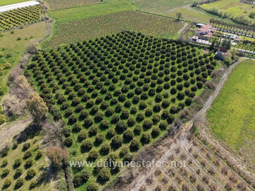 17.550m2 Vineyard-bahce For Sale Close To Dalyan Center