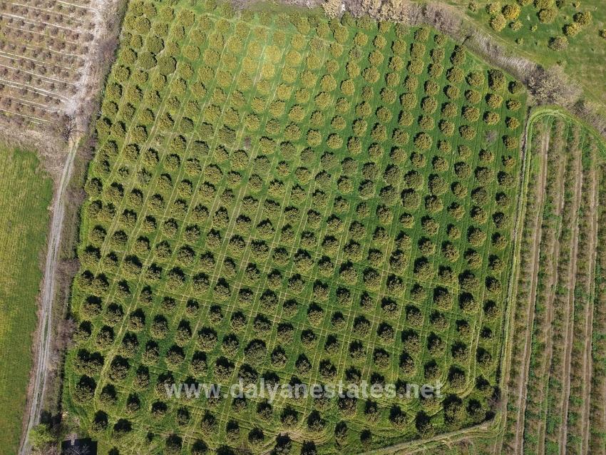 17.550m2 Vineyard-bahce For Sale Close To Dalyan Center