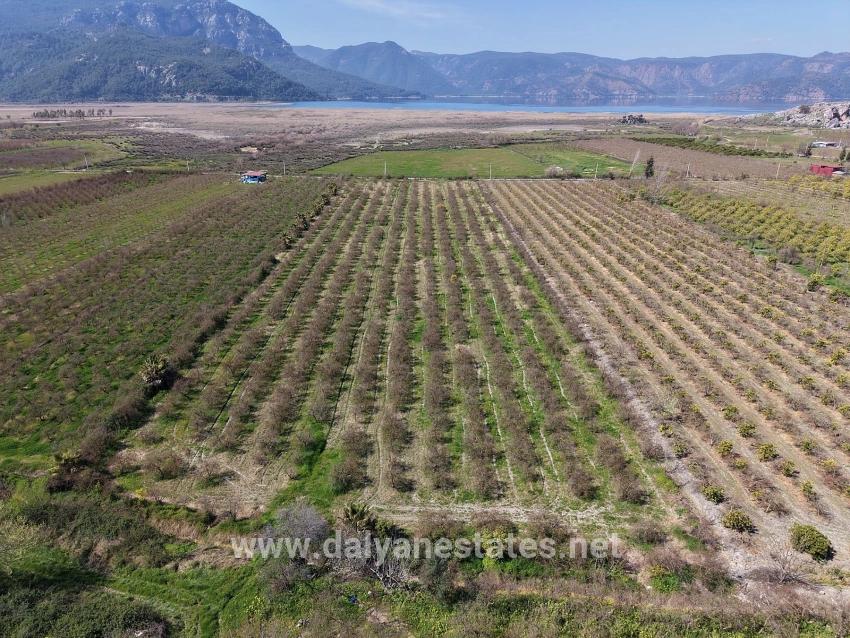 16.710m2 Pomegranate Garden For Sale With Lake View In Eskiköy