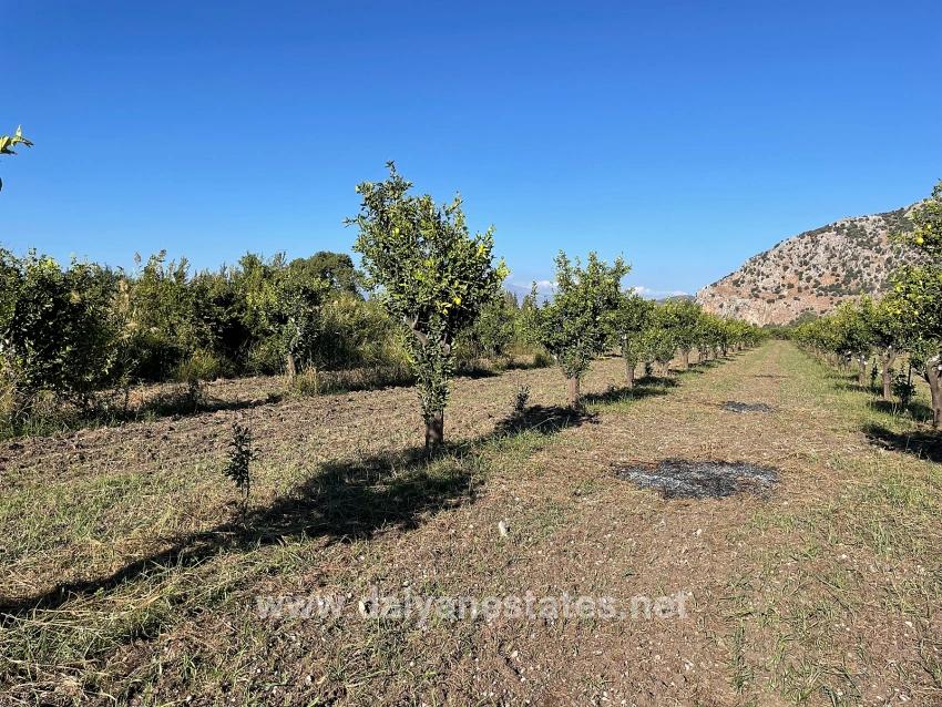 6600m2 Plot Of Land For Sale Near The Center Of Dalyan.